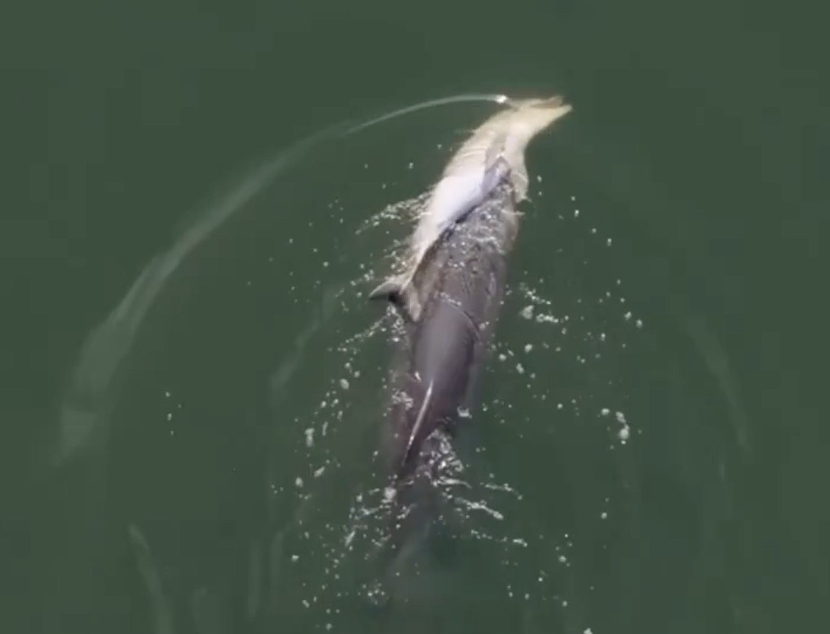 VIDEO O mamă delfin refuză să-și lase puiul mort să se scufunde